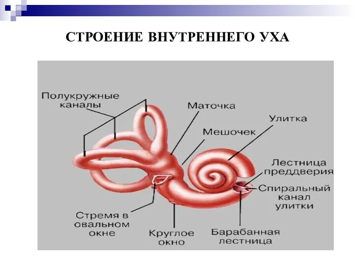 СТРОЕНИЕ ВНУТРЕННЕГО УХА