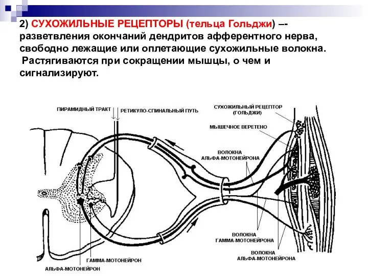 2) СУХОЖИЛЬНЫЕ РЕЦЕПТОРЫ (тельца Гольджи) –- разветвления окончаний дендритов афферентного нерва,