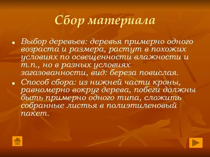 Сбор материала Выбор деревьев: деревья примерно одного возраста и размера, растут