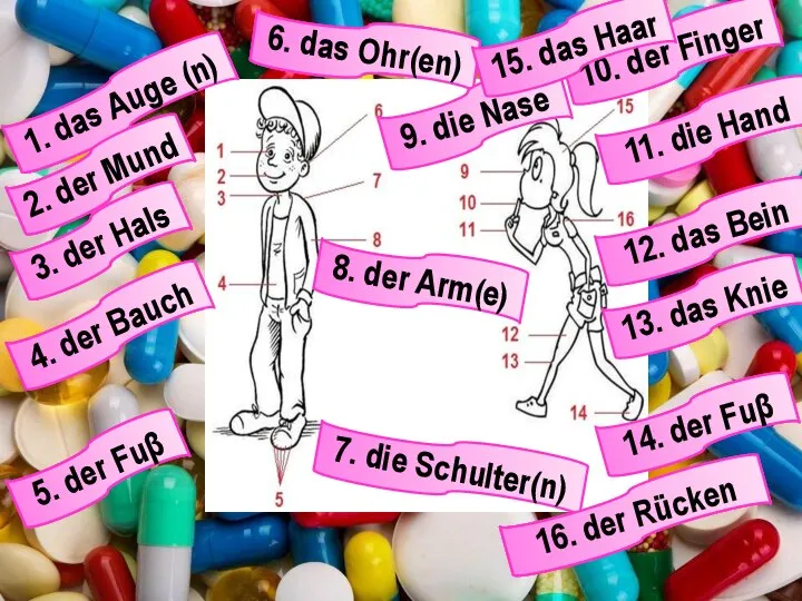 1. das Auge (n) 2. der Mund 3. der Hals 4.