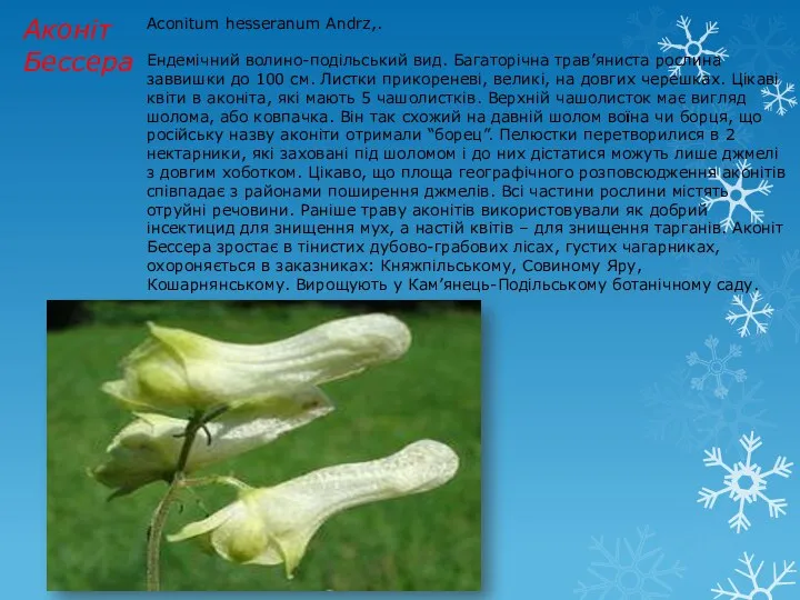 Аконіт Бессера Aconitum hesseranum Andrz,. Ендемічний волино-подільський вид. Багаторічна трав’яниста рослина