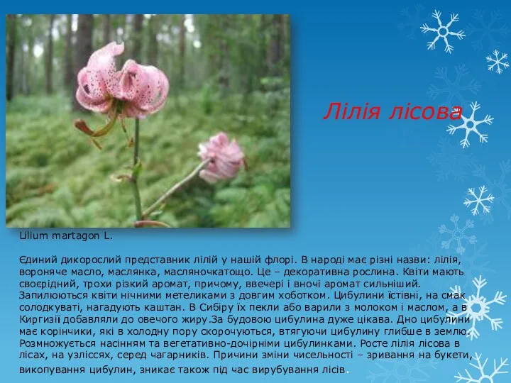 Лілія лісова Lilium martagon L. Єдиний дикорослий представник лілій у нашій