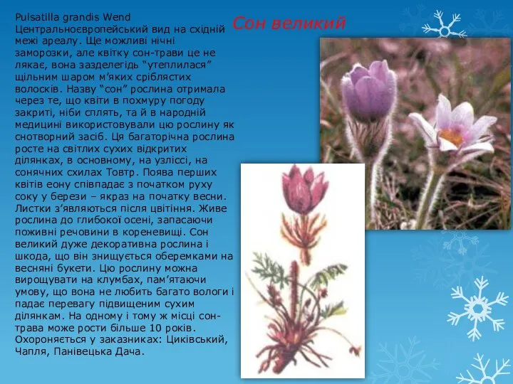 Сон великий Pulsatilla grandis Wend Центральноєвропейський вид на східній межі ареалу.