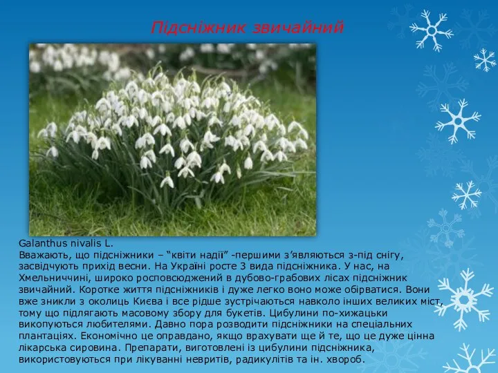 Підсніжник звичайний Galanthus nivalis L. Вважають, що підсніжники – “квіти надії”