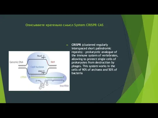 Описываете кратенько смысл System CRISPR CAS CRISPR (clustered regularly interspaced short