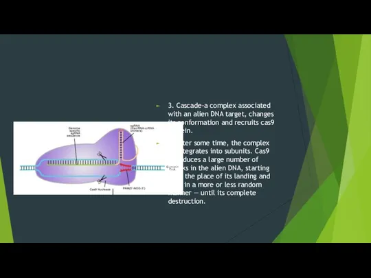 3. Cascade-a complex associated with an alien DNA target, changes its