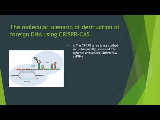 The molecular scenario of destruction of foreign DNA using CRISPR-CAS 1.