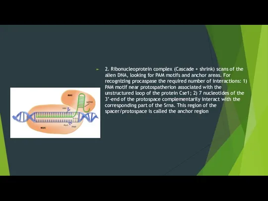 2. Ribonucleoprotein complex (Cascade + shrink) scans of the alien DNA,