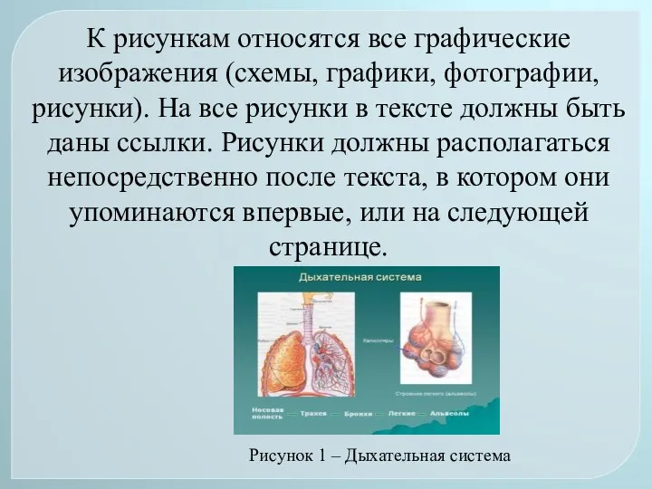 Рисунок 1 – Дыхательная система К рисункам относятся все графические изображения