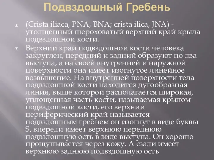 Подвздошный Гребень (Сrista iliaca, PNA, BNA; crista ilica, JNA) - утолщенный