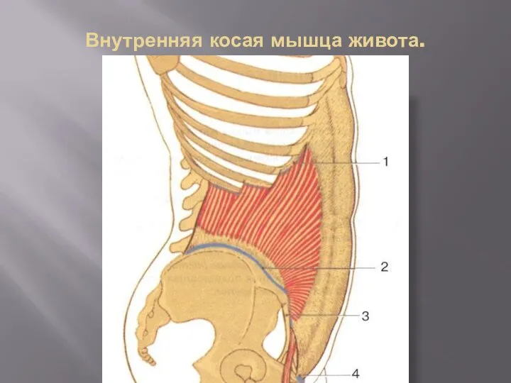 Внутренняя косая мышца живота.