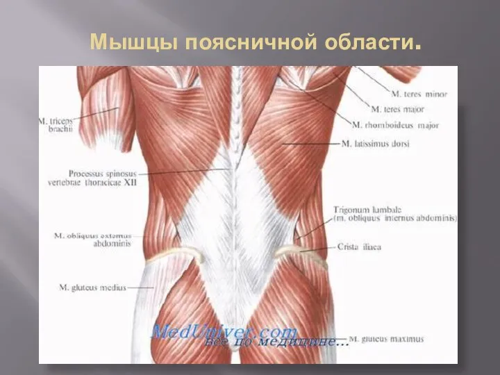 Мышцы поясничной области.