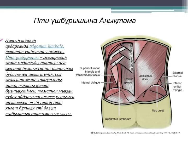 Пти үшбұрышына Анықтама Латын тілінен аударғанда trigonum lumbale, петитов үшбұрышы немесе