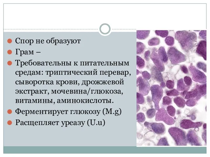 Спор не образуют Грам – Требовательны к питательным средам: триптический перевар,