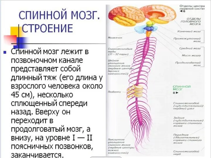 Строение