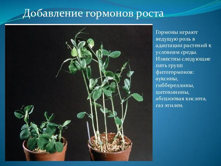 Добавление гормонов роста Гормоны играют ведущую роль в адаптации растений к