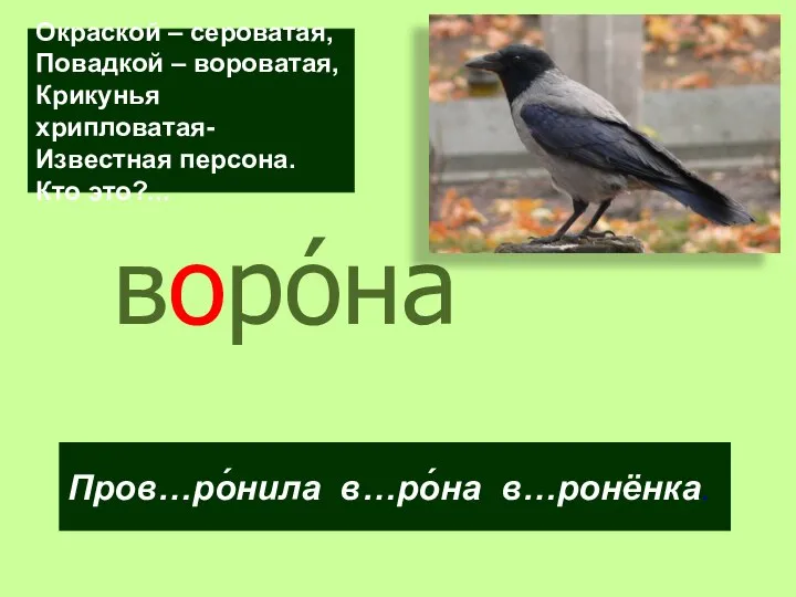 воро́на Окраской – сероватая, Повадкой – вороватая, Крикунья хрипловатая- Известная персона. Кто это?... Пров…ро́нила в…ро́на в…ронёнка.