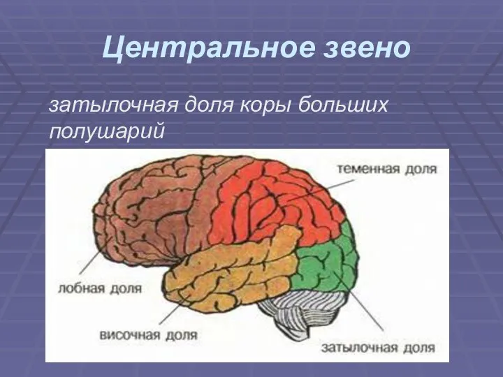 Центральное звено затылочная доля коры больших полушарий