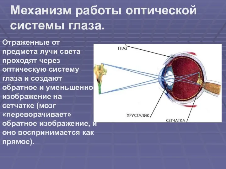 Механизм работы оптической системы глаза. Отраженные от предмета лучи света проходят