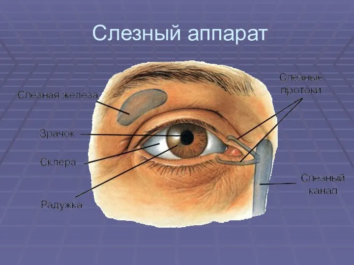 Слезный аппарат