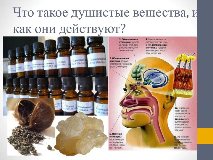 Что такое душистые вещества, и как они действуют?