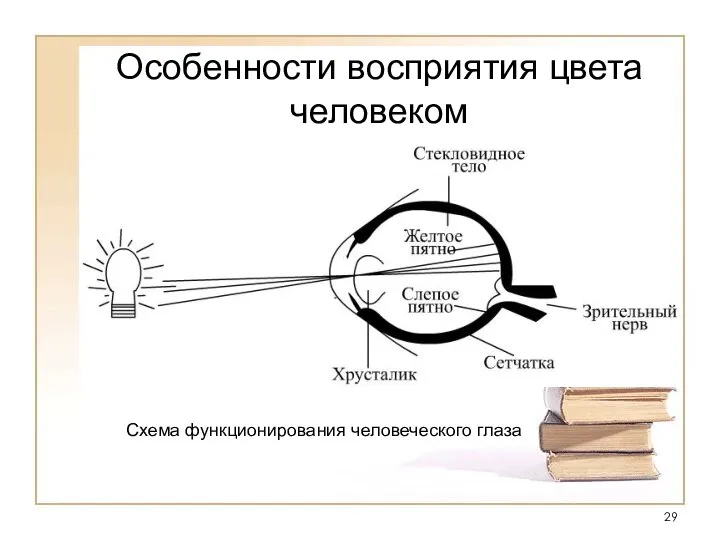 Особенности восприятия цвета человеком Схема функционирования человеческого глаза