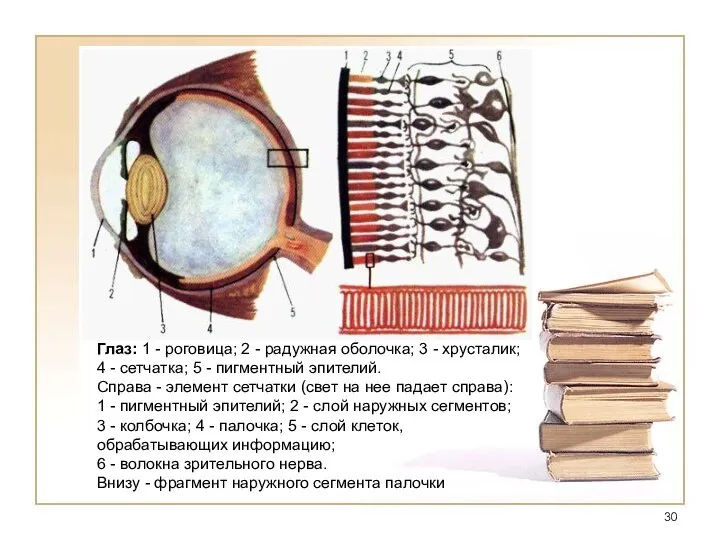 Глаз: 1 - роговица; 2 - радужная оболочка; 3 - хрусталик;