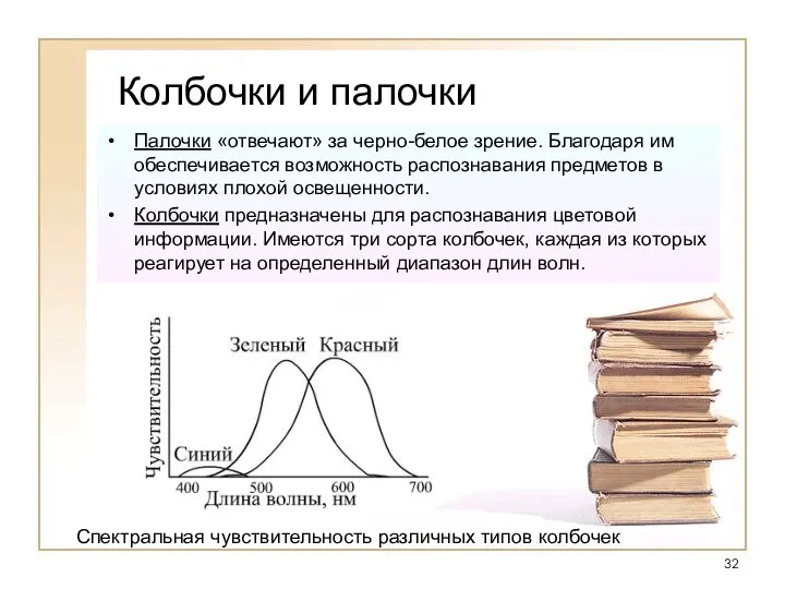 Колбочки и палочки Палочки «отвечают» за черно-белое зрение. Благодаря им обеспечивается