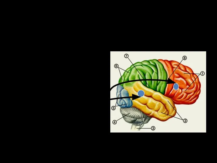 Мозговая организация речи Вербальная деятельность - взаимосвязь центров: воспроизводства речи, третья