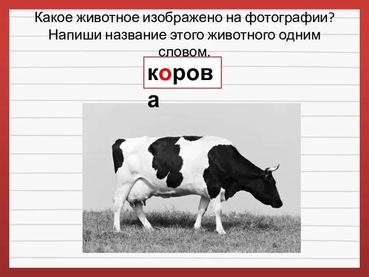 Какое животное изображено на фотографии? Напиши название этого животного одним словом. корова