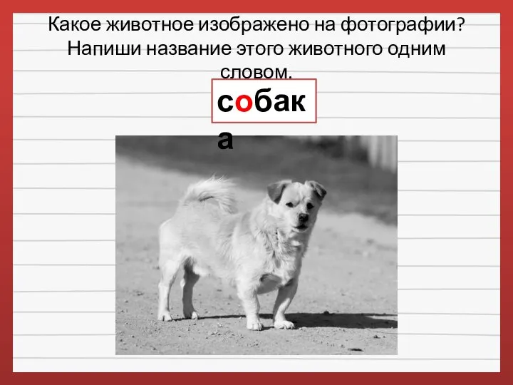 Какое животное изображено на фотографии? Напиши название этого животного одним словом. собака