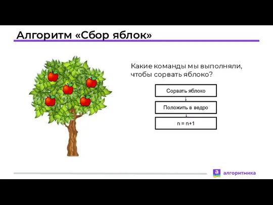 Алгоритм «Сбор яблок» Какие команды мы выполняли, чтобы сорвать яблоко?