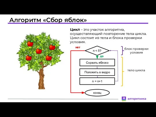 Алгоритм «Сбор яблок» Цикл – это участок алгоритма, осуществляющий повторение тела