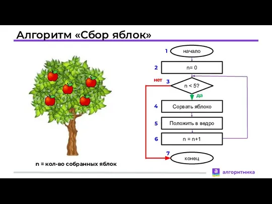 Алгоритм «Сбор яблок» n = кол-во собранных яблок 1 2 3 4 5 6 7