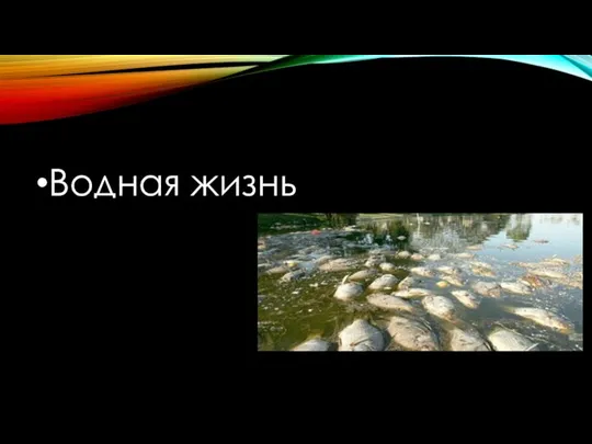 Водная жизнь