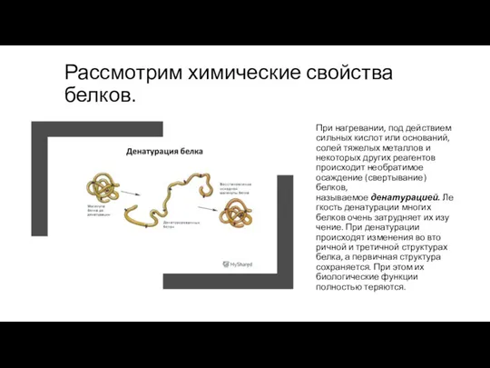 Рассмотрим химические свойства белков. При нагревании, под действием сильных кислот или