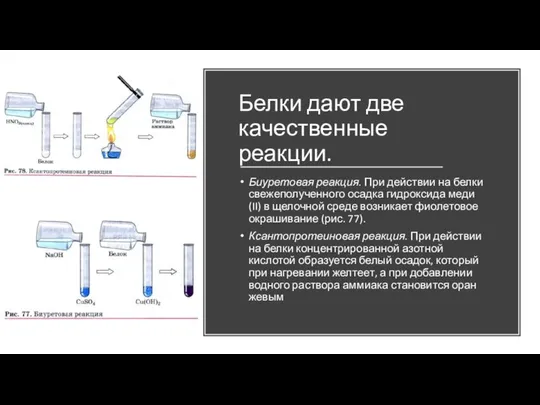 Белки дают две качественные реакции. Биуретовая реакция. При действии на белки