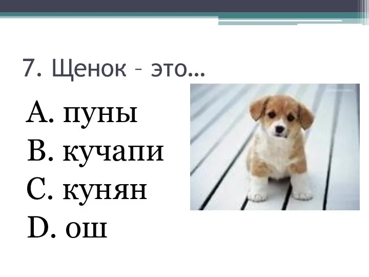 7. Щенок – это… А. пуны В. кучапи С. кунян D. ош