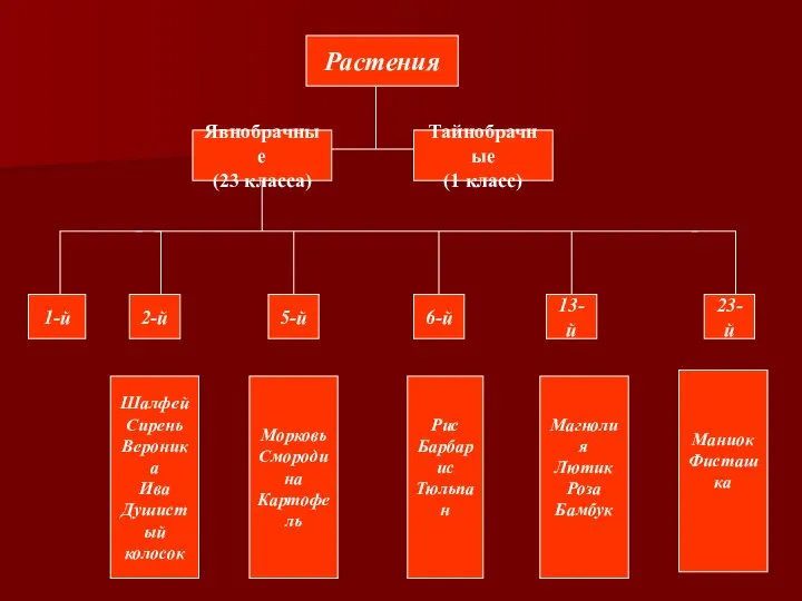 Растения Явнобрачные (23 класса) Тайнобрачные (1 класс) 1-й 2-й 5-й 6-й