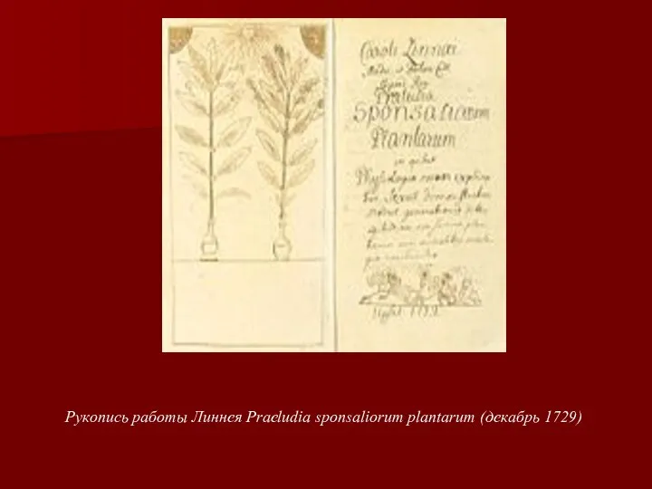 Рукопись работы Линнея Praeludia sponsaliorum plantarum (декабрь 1729)