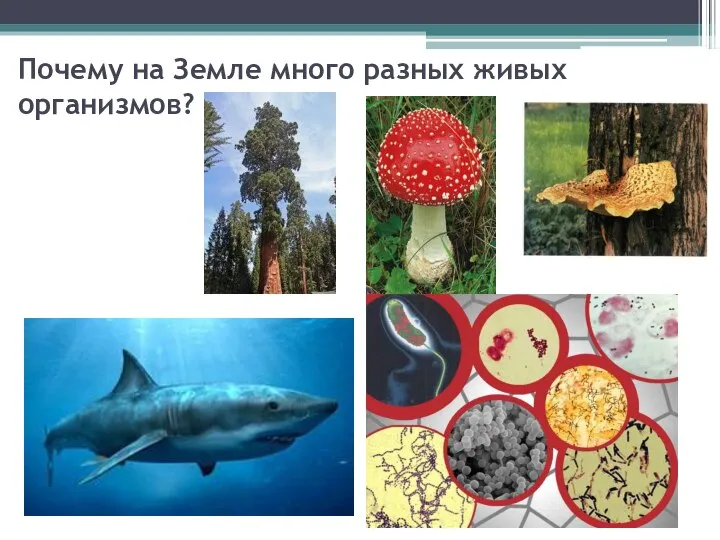 Почему на Земле много разных живых организмов?