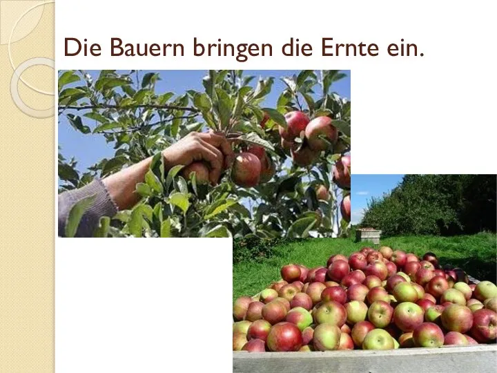 Die Bauern bringen die Ernte ein.