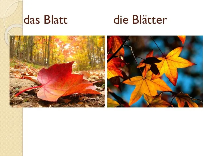 das Blatt die Blätter