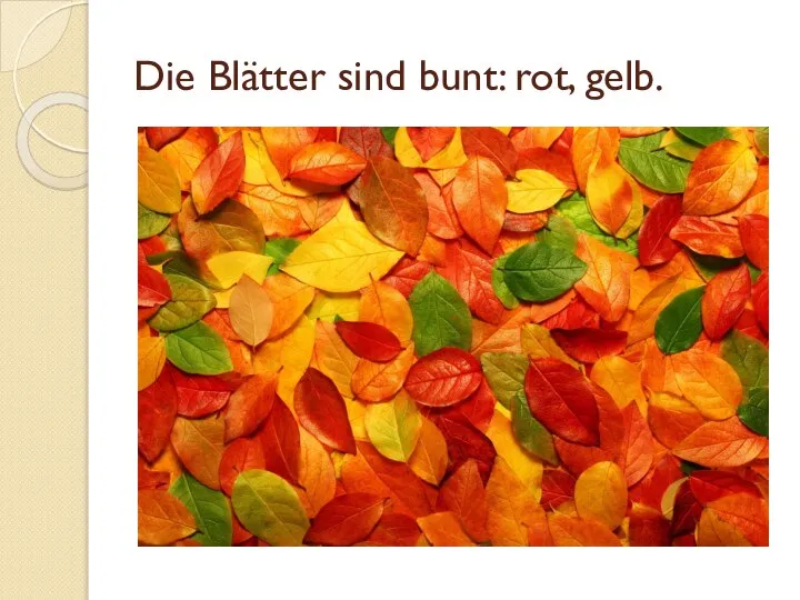 Die Blätter sind bunt: rot, gelb.