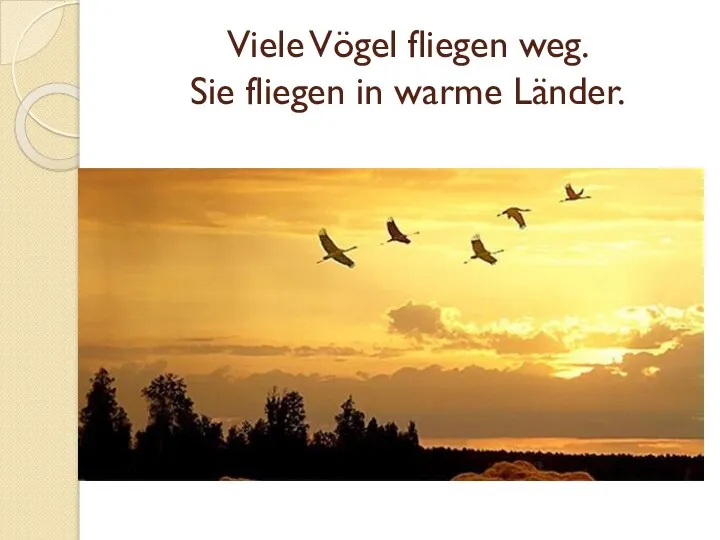 Viele Vögel fliegen weg. Sie fliegen in warme Länder.