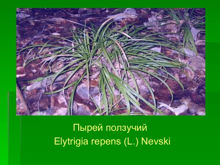 Пырей ползучий Elytrigia repens (L.) Nevski