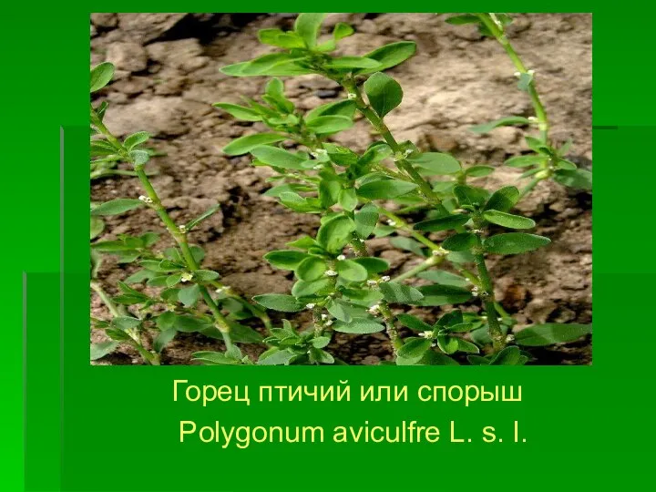 Горец птичий или спорыш Polygonum aviculfre L. s. I.