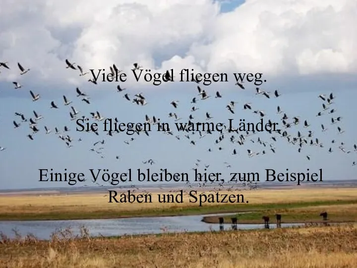 Viele Vögel fliegen weg. Sie fliegen in warme Länder. Einige Vögel