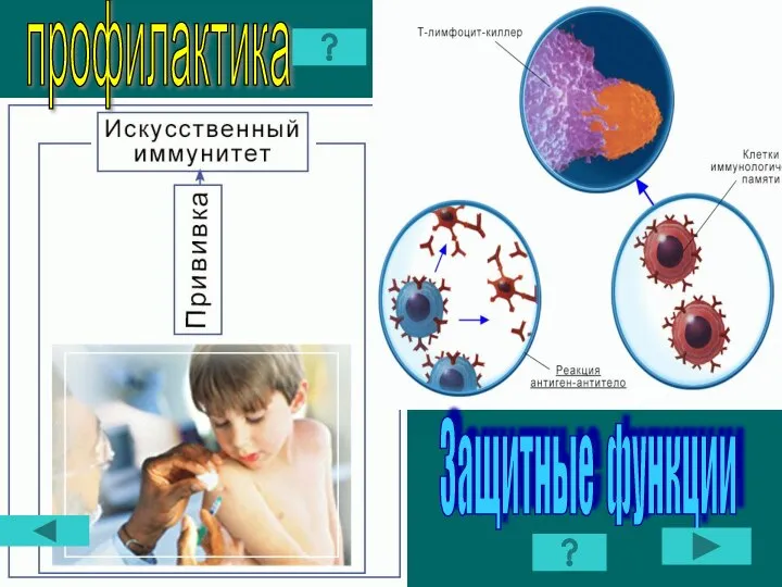 Защитные функции профилактика