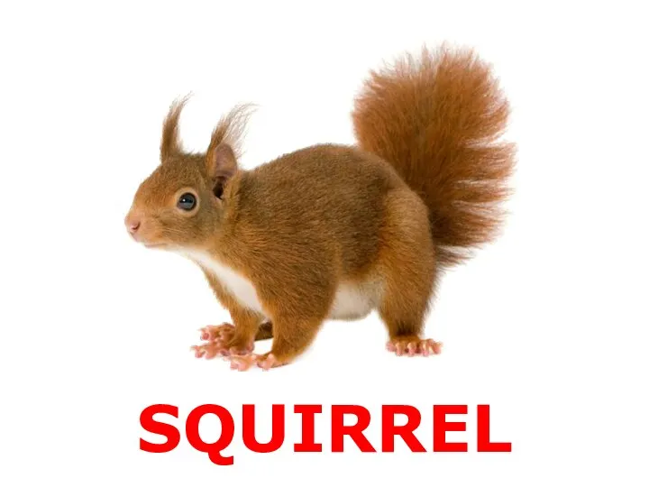 SQUIRREL